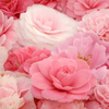 ☆Flower☆
