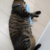 ねこのそーら