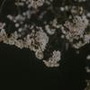 冨岡花歩