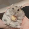 あねもねちゃん