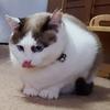 へもあ