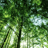 ForestStudent