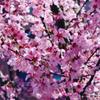 鈴華みやこ