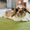 Rabbit Vet