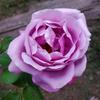ROSE23