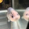 ぽっふる♪