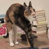 ななみ　〜あなたのお話し相手〜