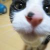うえぞのさん