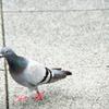 イーブィ