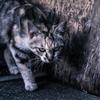 すえさん