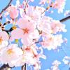 心遥 こはる