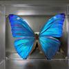 MALICE MIZER