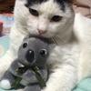 さくら猫