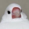 まりゅお