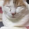 あいふぉんえいと