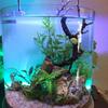 aquarist