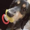へらくん。癒し声