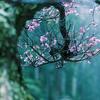 sakuraume123