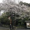 まちこたん