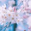 sachi_12