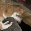 猫パンチ888