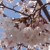 桜月やよい