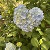紫陽花01n