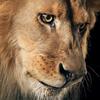 Lion0801