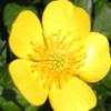 buttercup