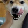 木村 たいし