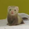 terupuni