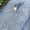 猫57278