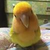 華夏鳥