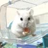 ちょびひげ