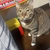 にゃんこベル