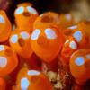 Kono Yayoi