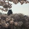 醍醐桜