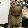 むらお、
