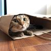 ゆうき　猫2匹、デグー2匹と暮らしてます