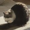 meow_only123