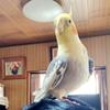 さくらがっぱ