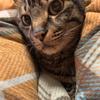 ねこ☆フォロワー増加代行☆