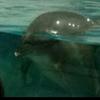 dolphin888