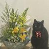 しまねこねこ