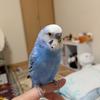 mmusakku