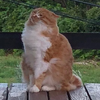 ころ太