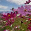 ななこなこなこ