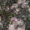 木漏れ日に咲く花