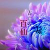 占いの百仙