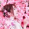 復活愛 櫻花（おうか）